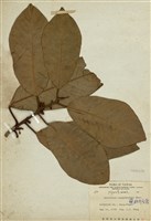 藏品(蘭嶼肉豆蔻)的圖片